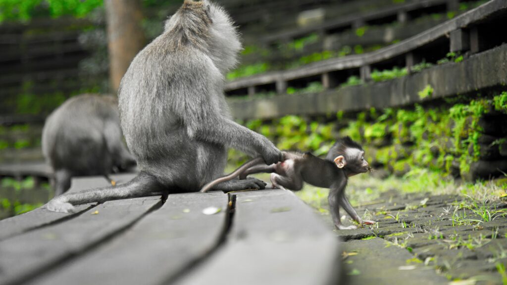 A mother macaque holds onto her baby on a wooden path in a lush outdoor setting.